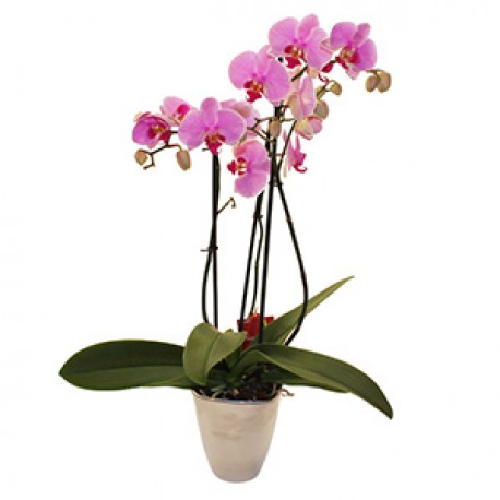 Elegant Orchid (with pot)