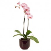 Orchid Plant (without pot)